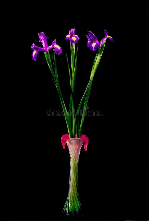 Beautiful Iris flowers in vase royalty free stock images