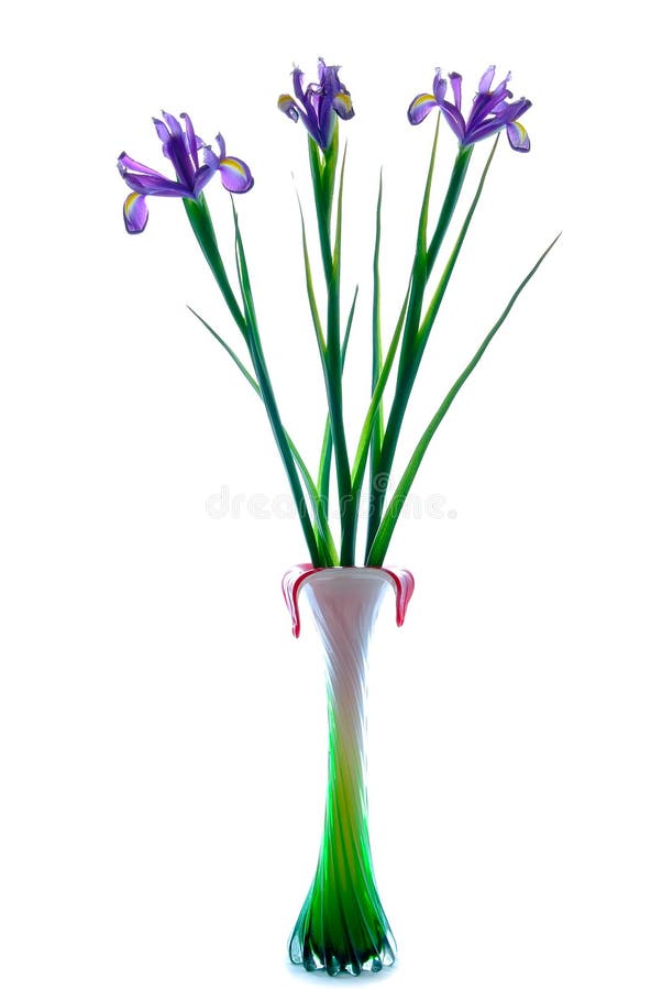 Beautiful Iris flowers in vase royalty free stock photo