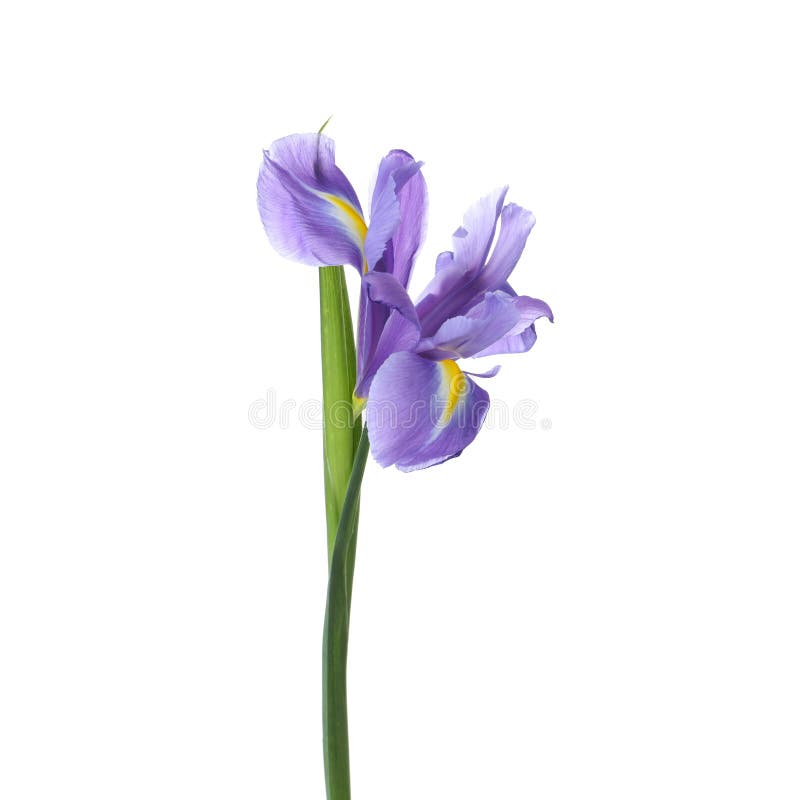 Beautiful iris isolated. Spring flower stock image