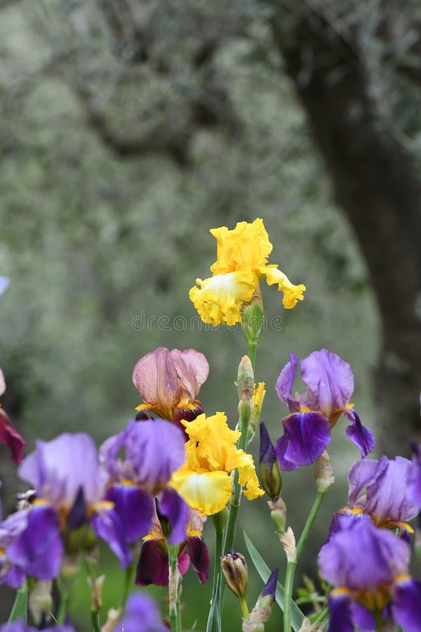 Beautiful Irises on a Background of Trees Stock Image Image of light