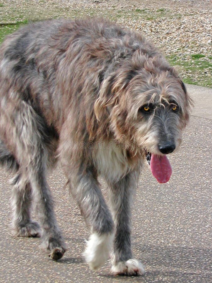 Beautiful irish wolfhound dog