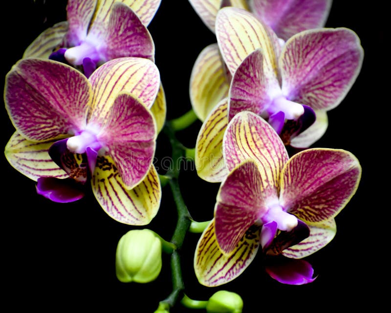 Isolated Yellow and Purple Orchid Flowers, Black Background stock image Isolated Yellow and Purple Orchid Flowers, Black Background stock image
