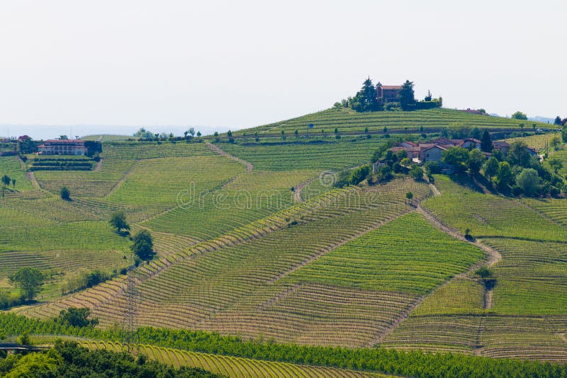 Landscape with vineyards from Langhe,Italian agriculture