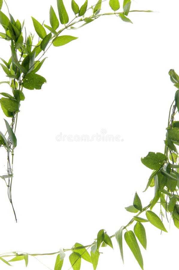 57+ Ivy border Free Stock Photos StockFreeImages