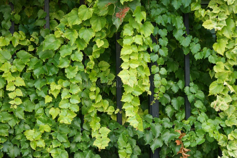 Beautiful Ivy Hanging from a Fence 1 Stock Photo - Image of garden