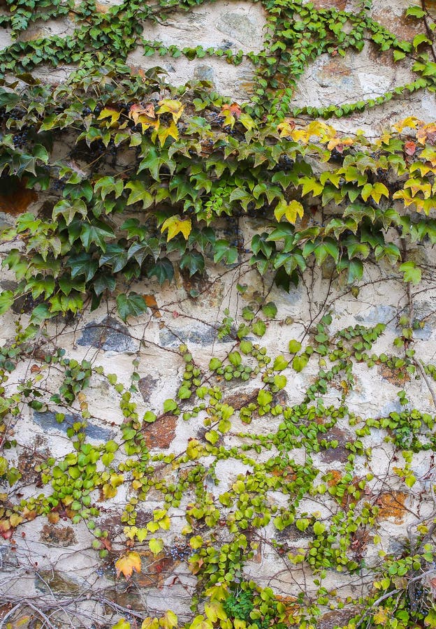 Beautiful Ivy Plants on the Wall Outdoors. Green Leaves Stock Photo