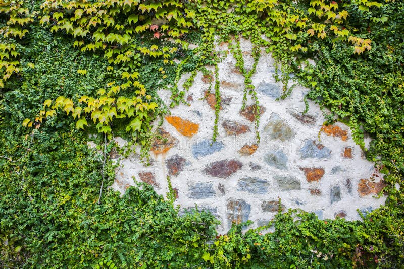 Beautiful Ivy Plants on the Wall Outdoors. Green Leaves Stock Photo