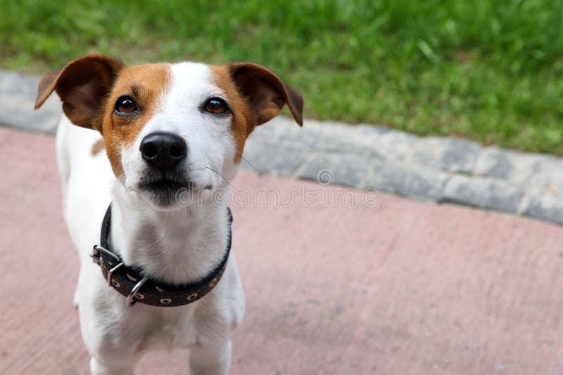 Beautiful Jack Russell Terrier in Black Leather Dog Collar Outdoors