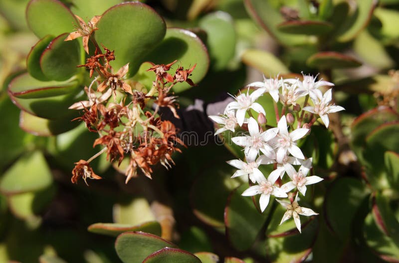 Beautiful Jade Plant Flowers Stock Photo Image of fleshy, fragrant