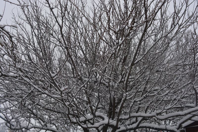 Branches and Twigs of Trees Under the Winter Beautiful Snow on the ...