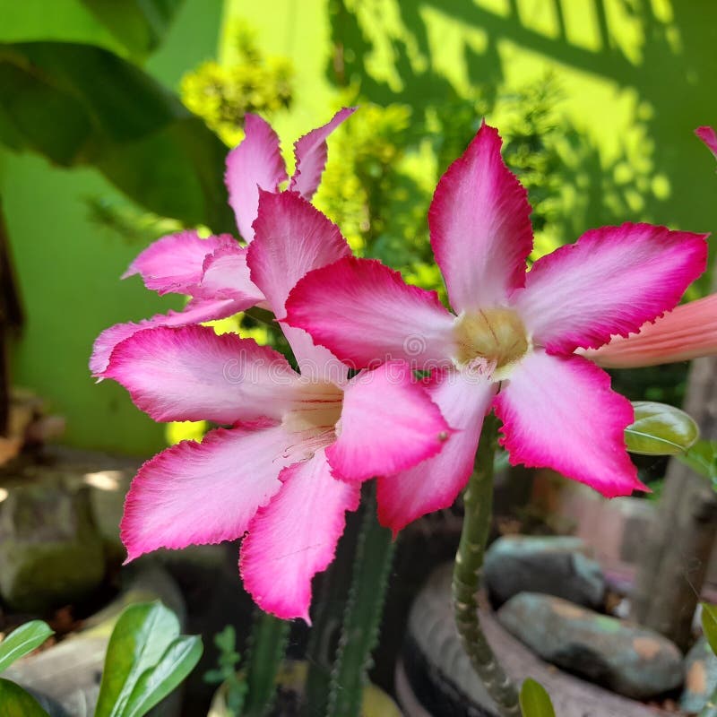 390 Beautiful Japanese Frangipani Flowers Stock Photos Free & Royalty