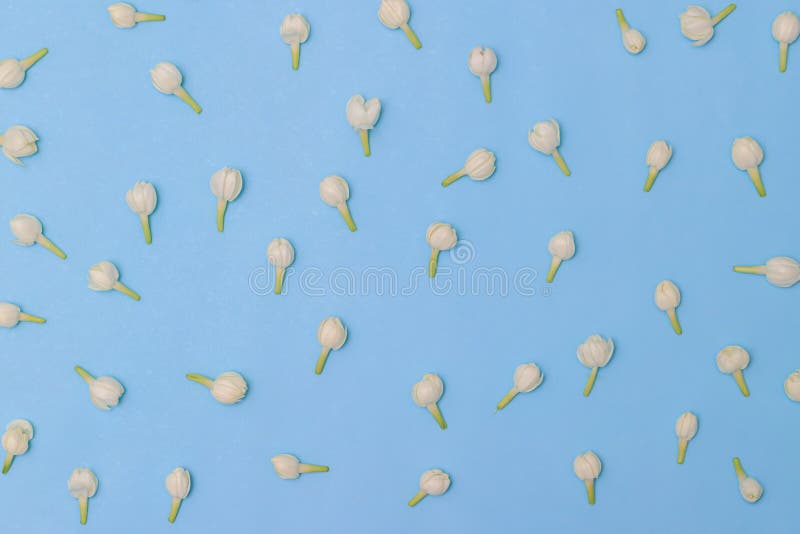 Beautiful jasmine blue background. Beautiful white jasmine on blue background patten. Desige background texture. stock photo
