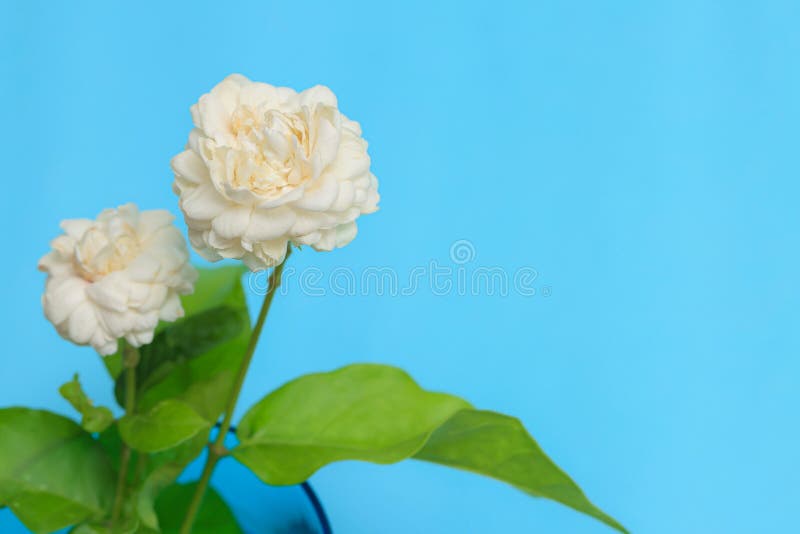 Beautiful white jasmine flower on blue background. There is space for adding text. stock photo