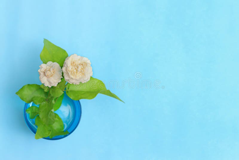 Beautiful jasmine blue background. There is space for adding text stock photos