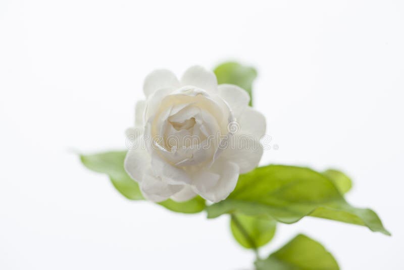 Beautiful jasmine flower on white background. stock photo