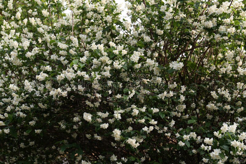 Beautiful White Jasmine Flowers on Shrub, Stock image