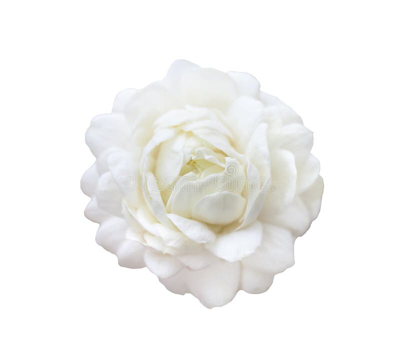 Beautiful jasmine white flower isolated on white background.