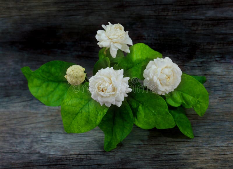 Beautiful jasmine white flower stock image