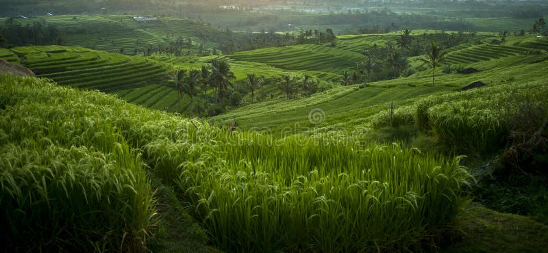 The Beautiful Jatiluwih Rice Terraces in Bali, Indonesia Stock Image ...