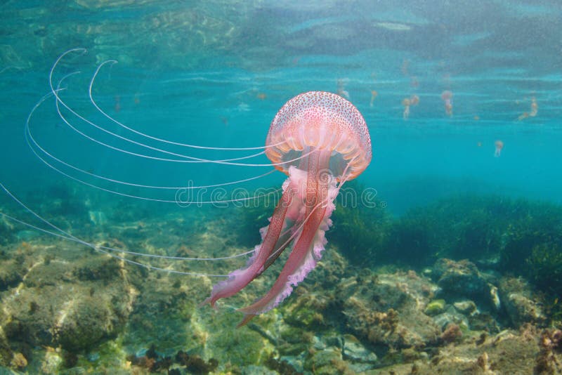 Beautiful jellyfish underwater Pelagia noctiluca