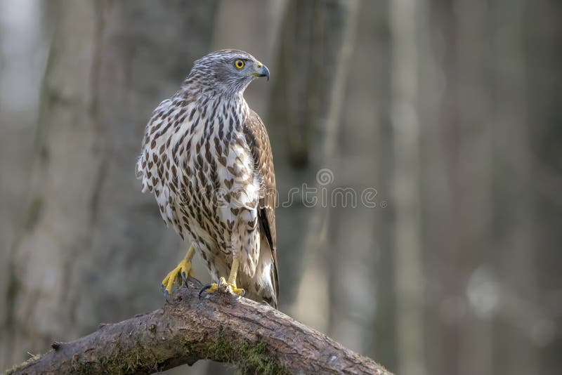 Juvenile Northern Goshawk Accipiter gentilis on a branch in the forest of Noord Holland Huizen in the Netherlands.