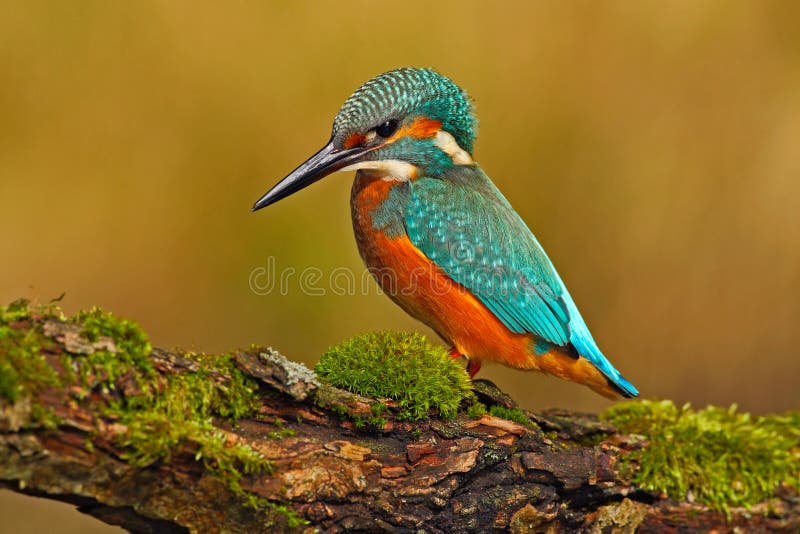 Beautiful kingfisher with clear green background. Kingfisher, blue and orange bird sitting on the branch in the river. Beautiful