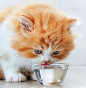 Kitten Drinking Milk From A Carton Dripping Stock Image Image Of Baby 