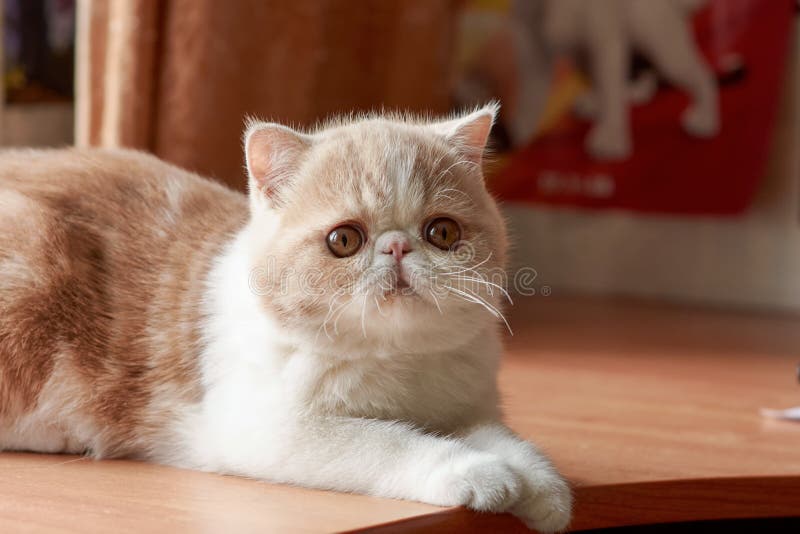 Cream exotic shorthair