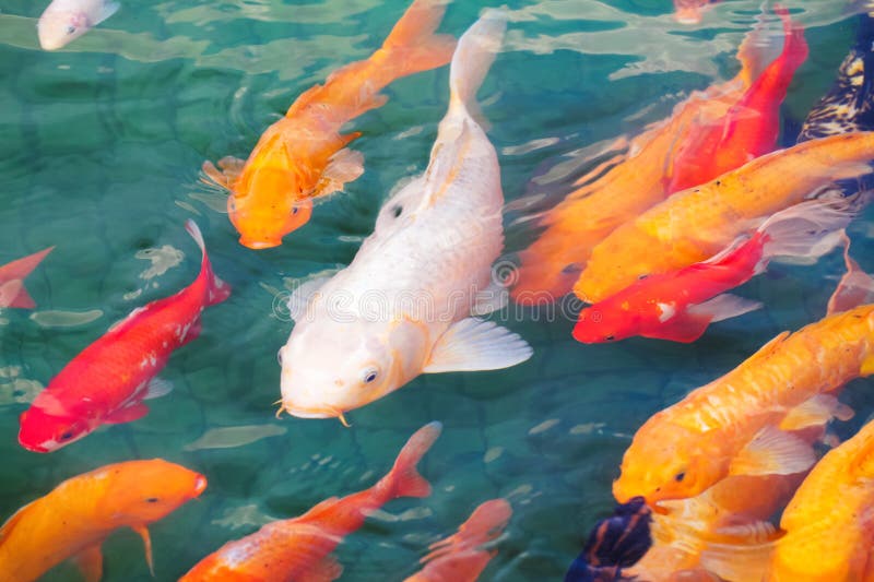 Koi fish swimming stock photo. Image of japanese, fins 6745598