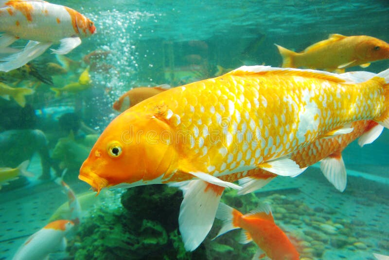 Beautiful koi in the water