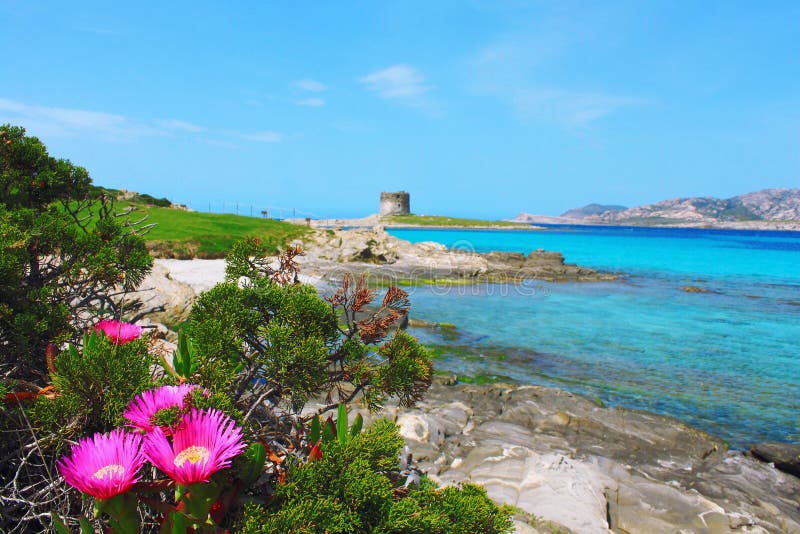 Beautiful La Pelosa beach in Stintino, Sardinia, Italy royalty free stock photos Beautiful La Pelosa beach in Stintino, Sardinia, Italy royalty free stock photos