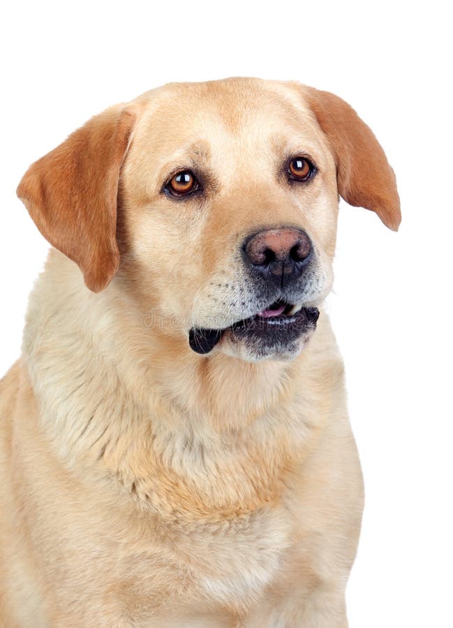 Beautiful Labrador Retriever Adult Stock Photo Image of animal, funny