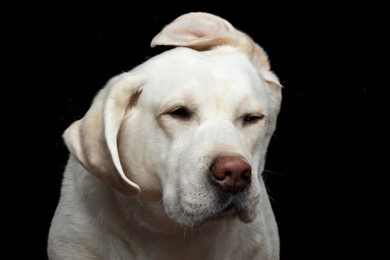 438 Dog Shake Head Stock Photos - Free & Royalty-Free Stock Photos