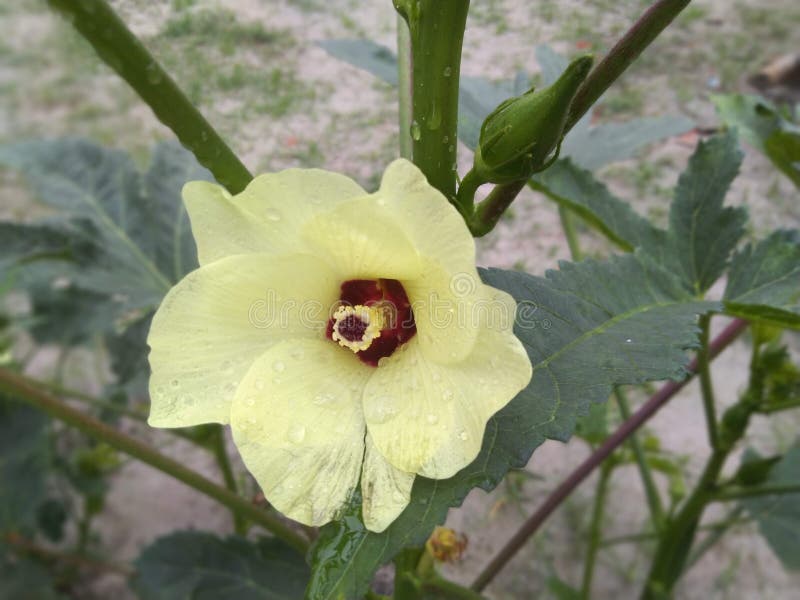 2,688 Lady Finger Flower Photos Free & RoyaltyFree Stock Photos from