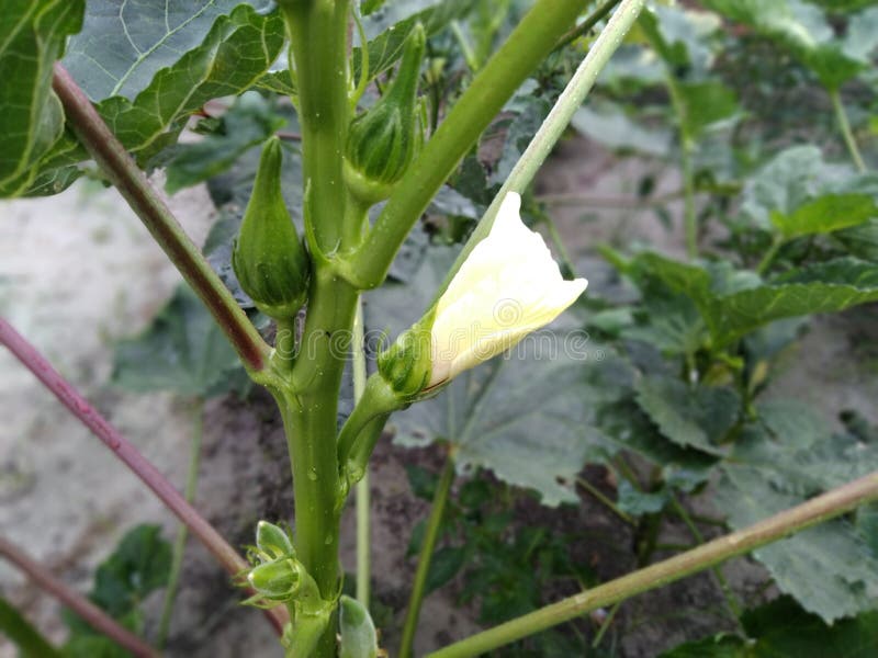 Beautiful Lady Finger Flower on Tree Stock Image Image of fruit