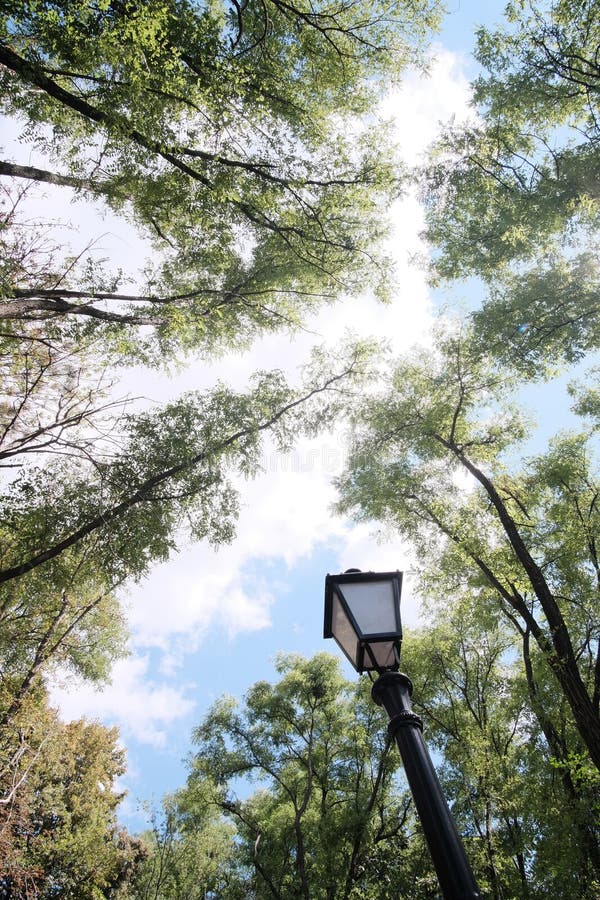 A Beautiful Lamp Post in the Woods. Low Angle View Stock Image Image of outside, dark 217813415