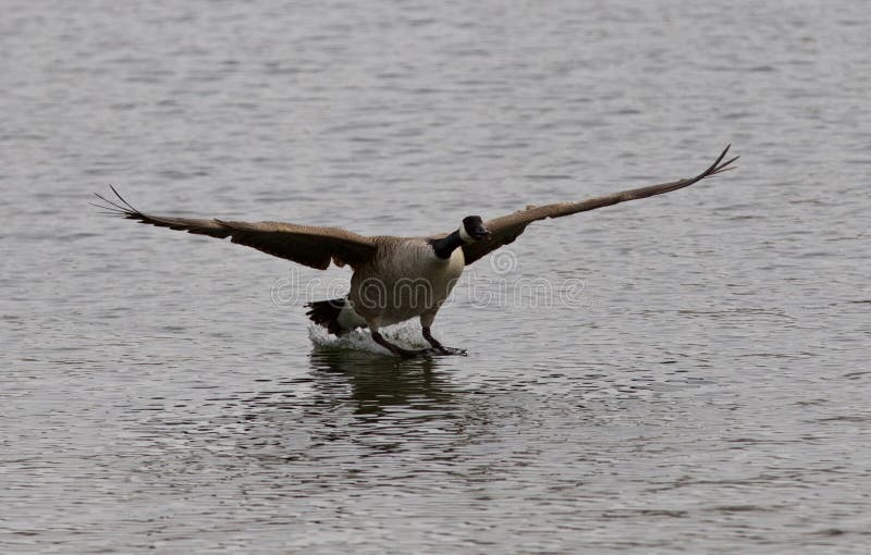 Beautiful landing to the lake of the Canada goose