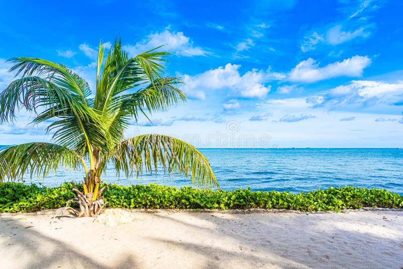 Beautiful Landscape Of Beach Sea Ocean With Coconut Palm Tree With