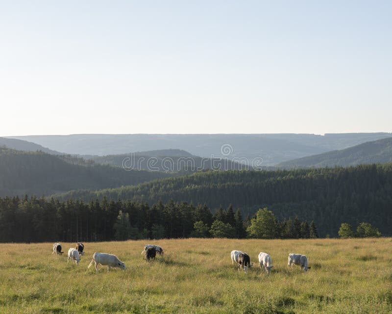 Beautiful summer landscape of the belgian ardennes with cattle in warm evening light near stavelot. Beautiful summer landscape of the belgian ardennes with cattle in warm evening light near stavelot
