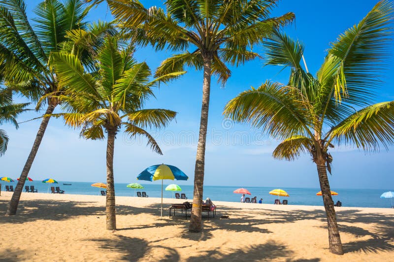 Beautiful landscape with big green palm trees in the foreground