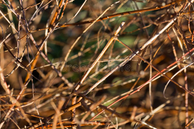 Beautiful landscape ,brushwood background