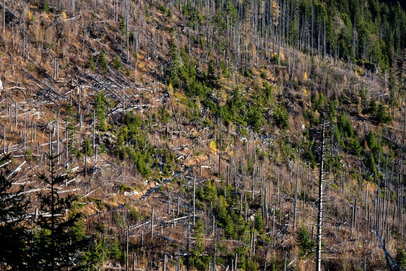 Mrtvý smrkový les zničený imisemi a kůrovcem. Tatry, Slovensko
