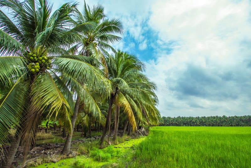 Beautiful Landscape of Coconut Trees and Rice Fields in Countryside of