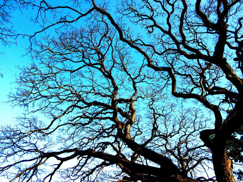 Beautiful Landscape of a Dark Brown Tree Covering the Blue Sky Stock