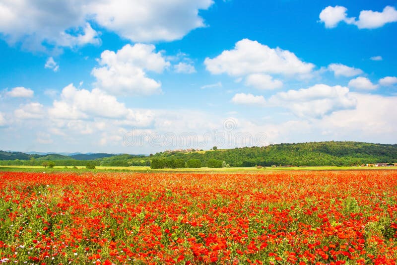 Beautiful landscape with field of red poppy flowers and blue sky in Monteriggioni, Tuscany, Italy