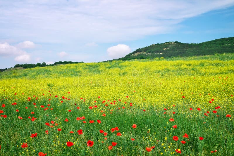 Beautiful Landscape with Flowers. Stock Image Image of floral, plant