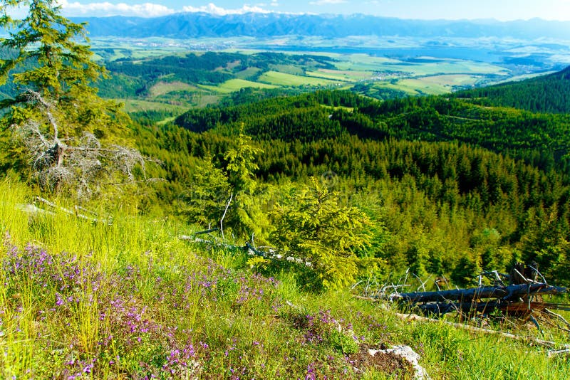 Beautiful landscape, forest and meadow and lake with mountain in background. Slovakia, Central Europe.