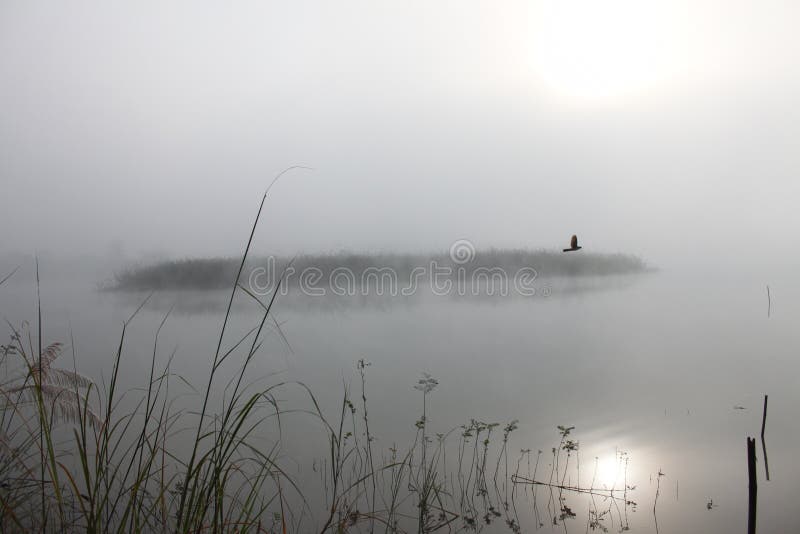 Beautiful landscape in the forest mountains majestic view Foggy Morning.