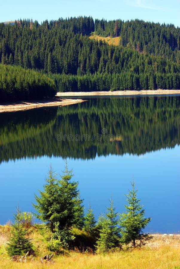 Beautiful landscape: forest reflected in lake