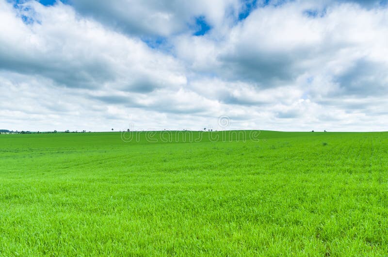 Beautiful landscape of green field and cloudy sky stock photo